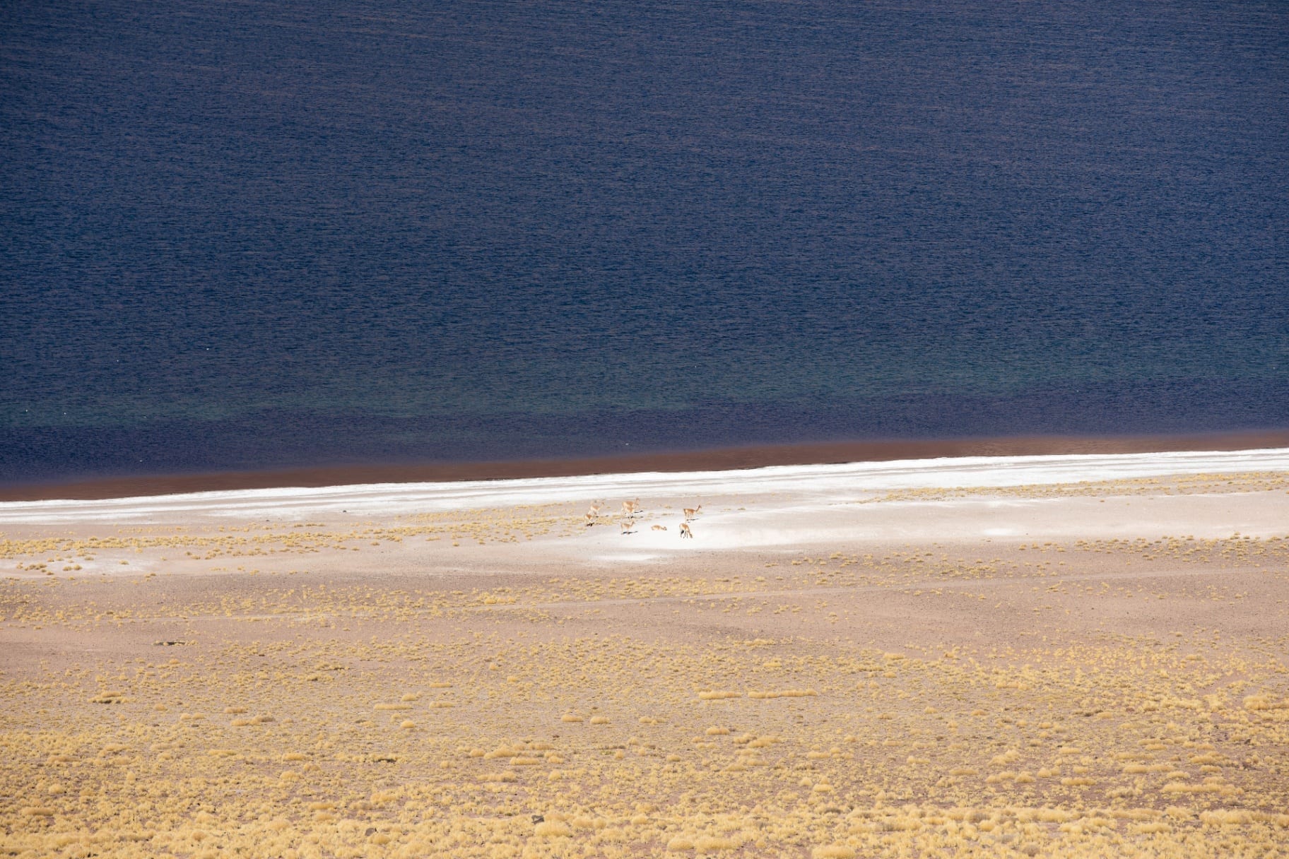 Vicunhas pequenas na margem clara de um lago escuro