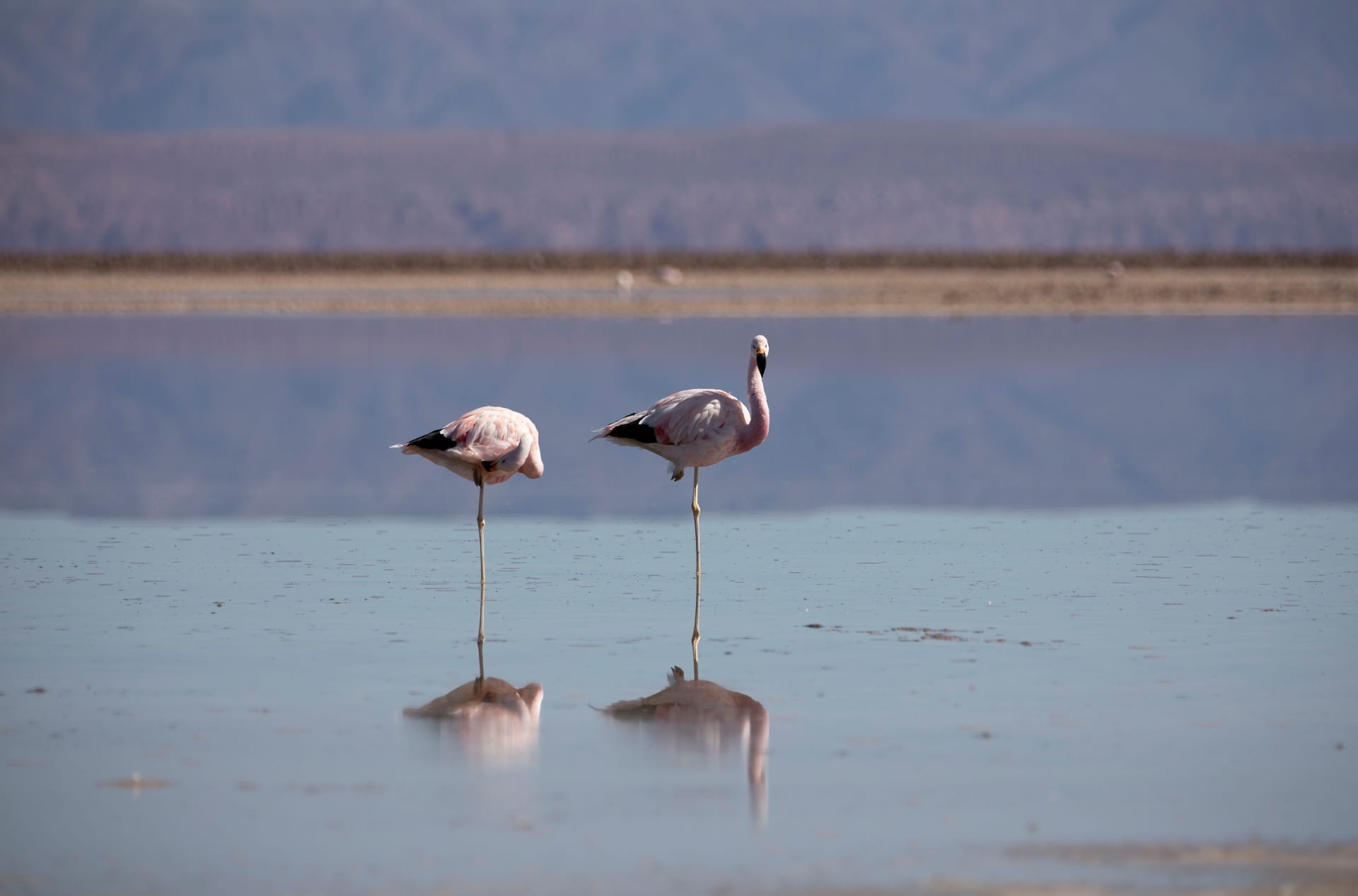 Dois flamingos em descanso na laguna espelhada