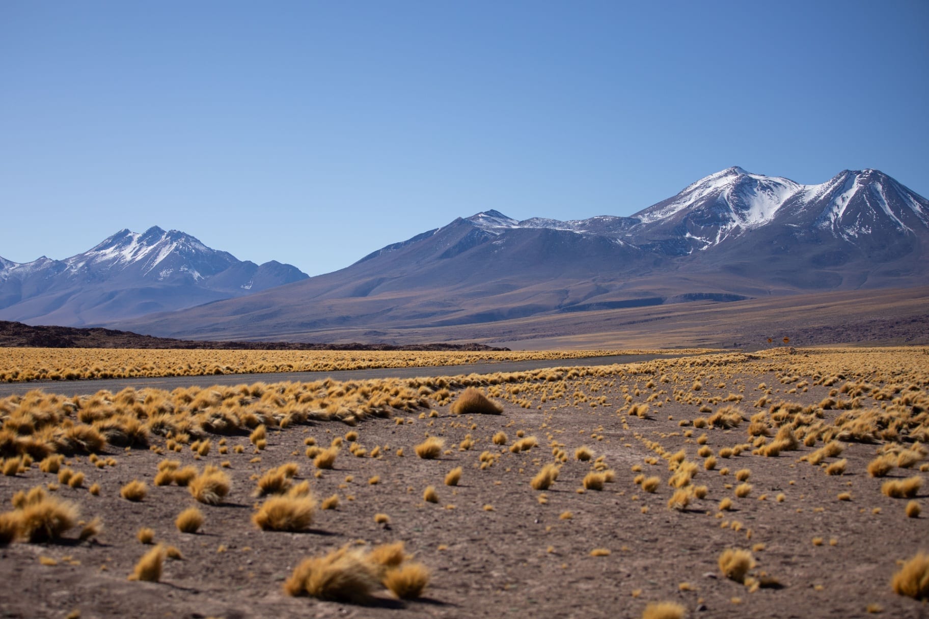 Altiplano com tufos dourados e cordilheira nevada ao fundo