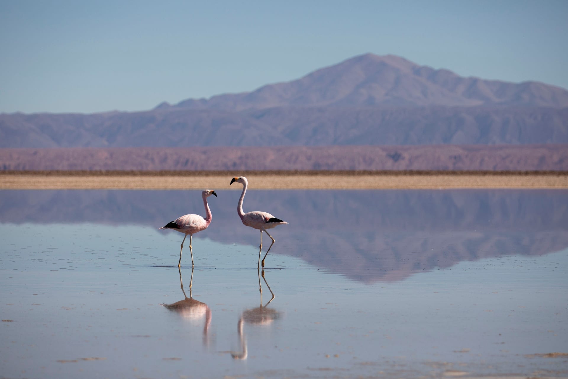 Casal de flamingos refletidos na laguna com montanha