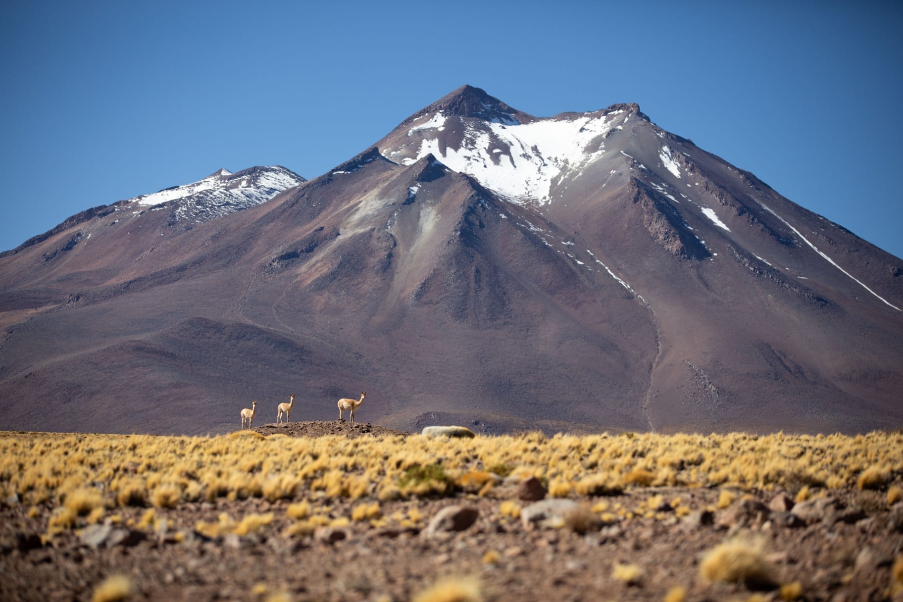 Vicunhas no altiplano diante de montanha com neve