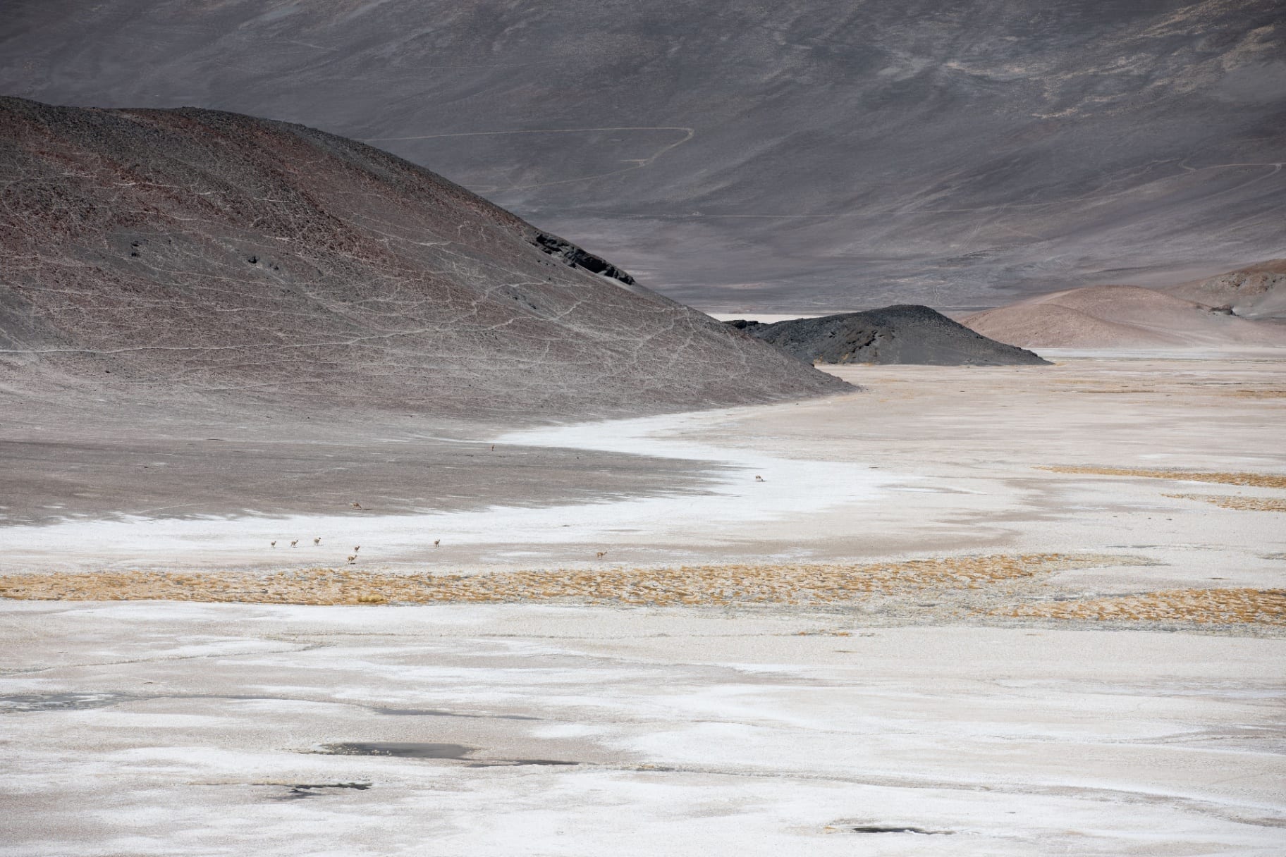 Vicunhas atravessando salar cinza com montanhas ao fundo