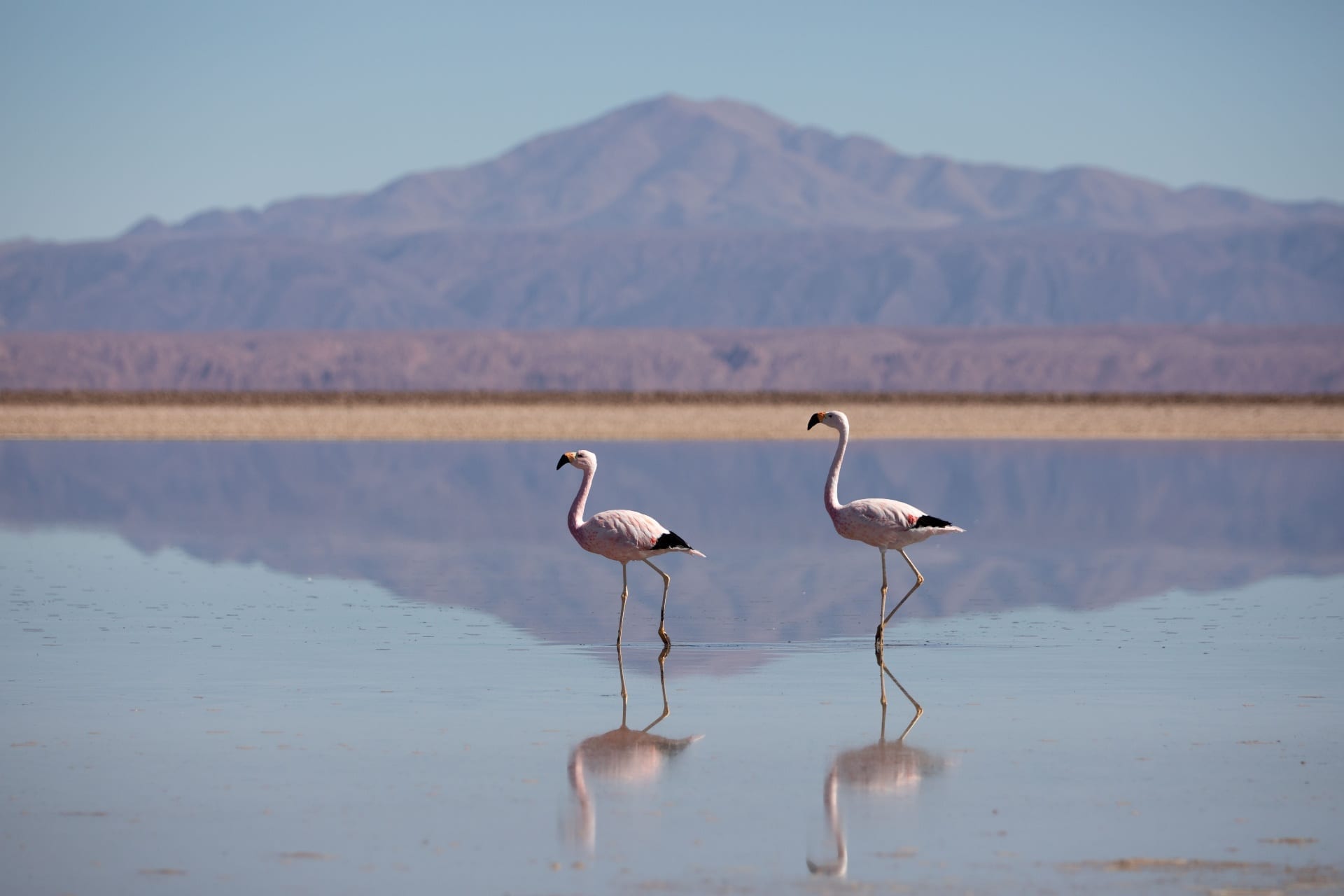 Dois flamingos na laguna com montanha ao fundo