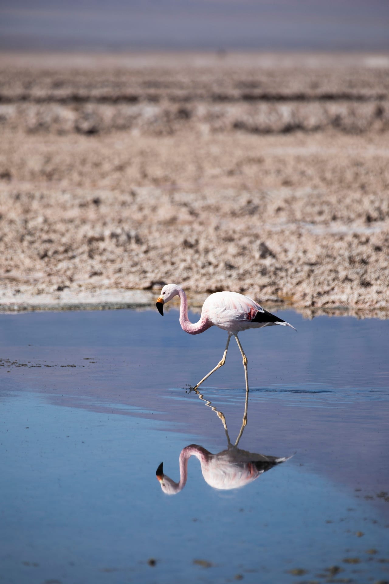 Flamingo caminhando à beira da laguna com reflexo