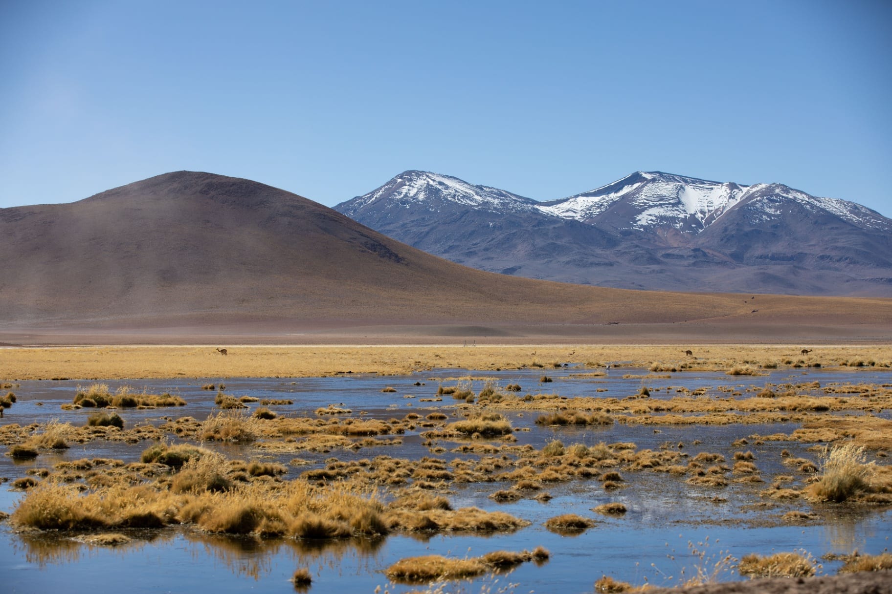 Charco do altiplano com capins dourados e montanhas nevadas