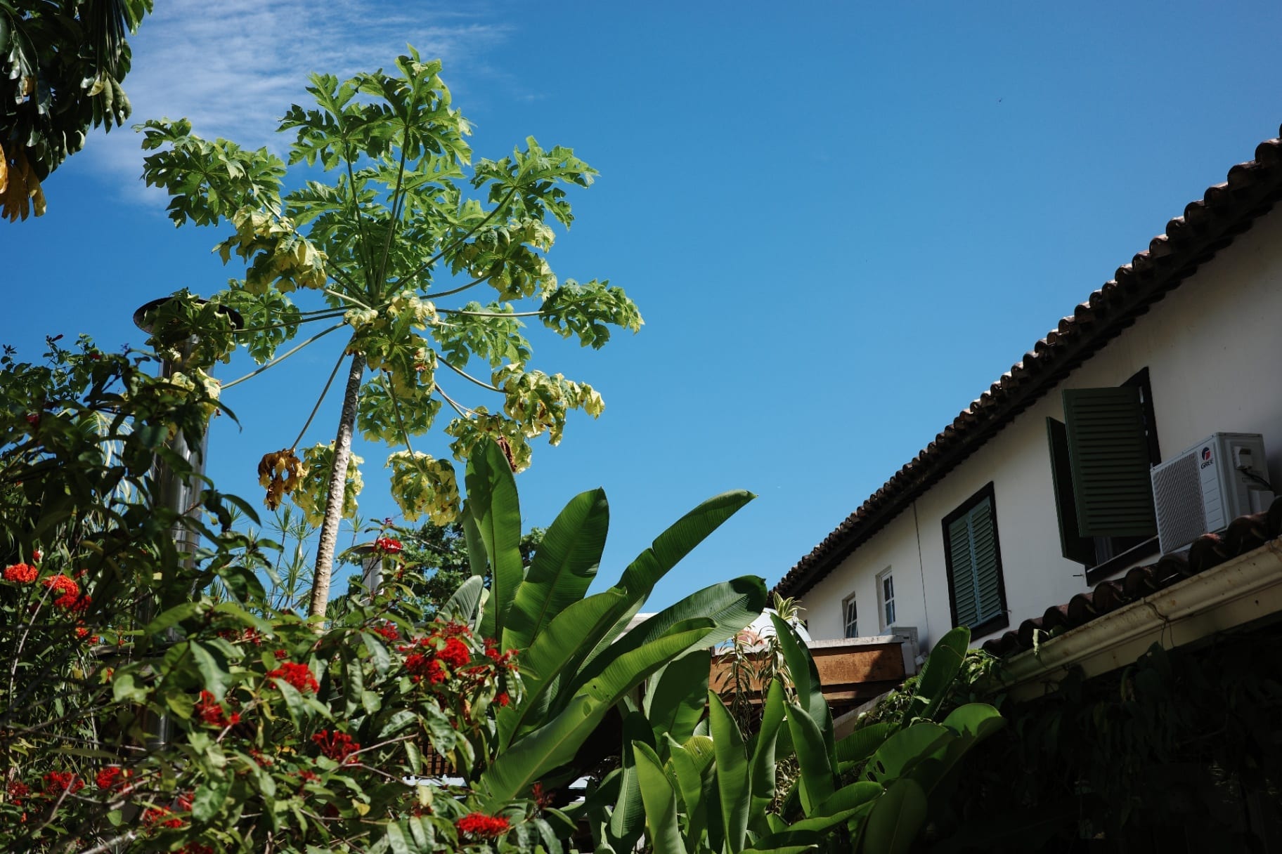 Mamoeiro e folhagem tropical junto a casa de telhas