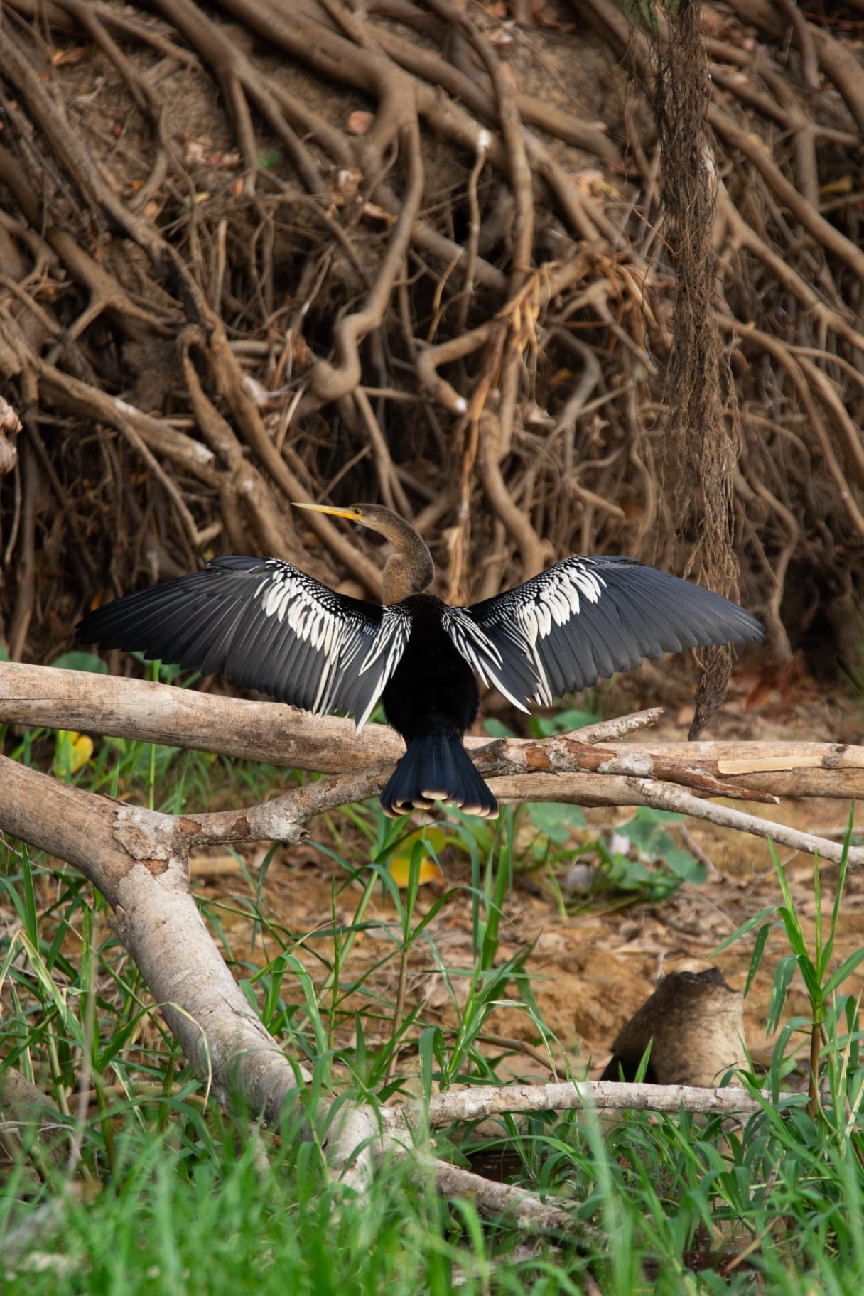 Biguatinga a secar as asas abertas sobre troncos