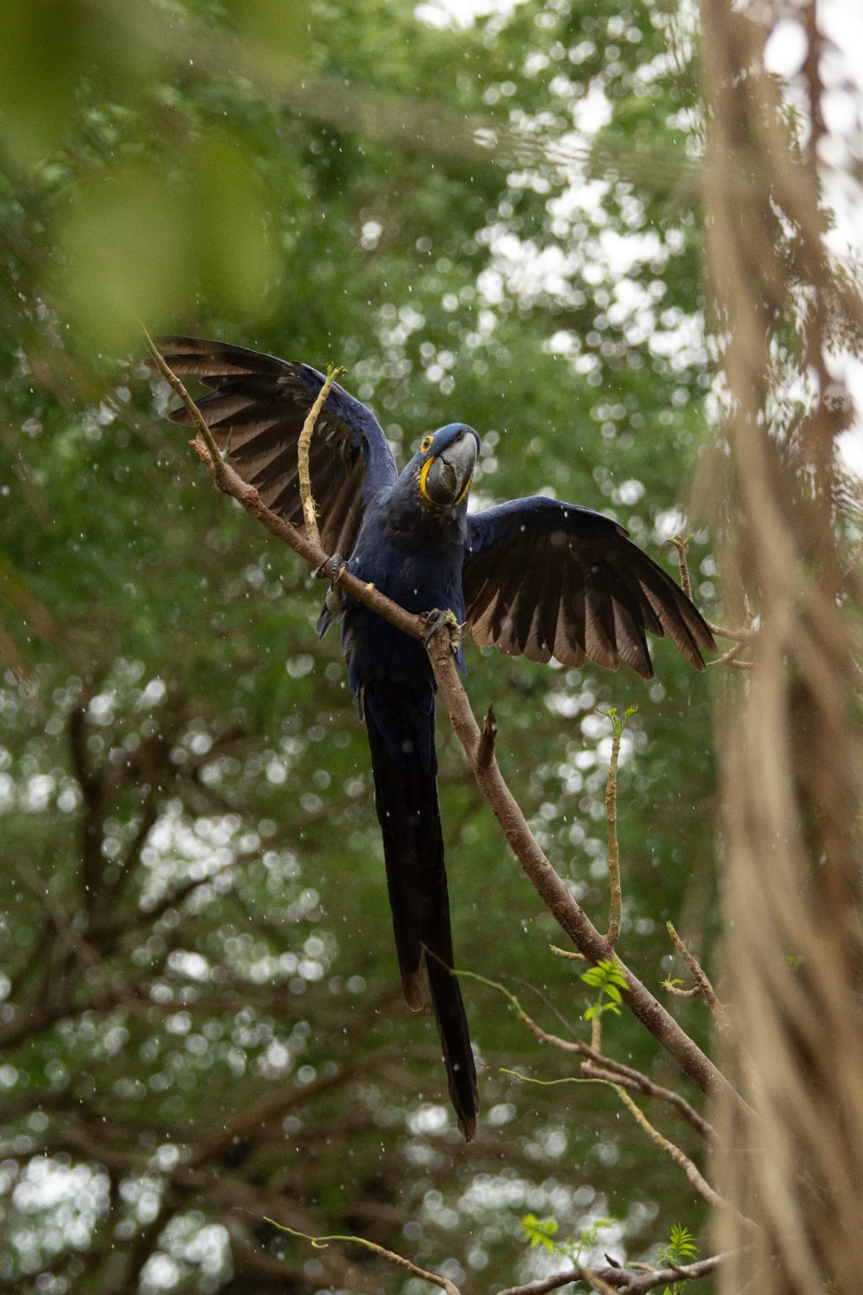 Arara-azul de asas abertas na chuva