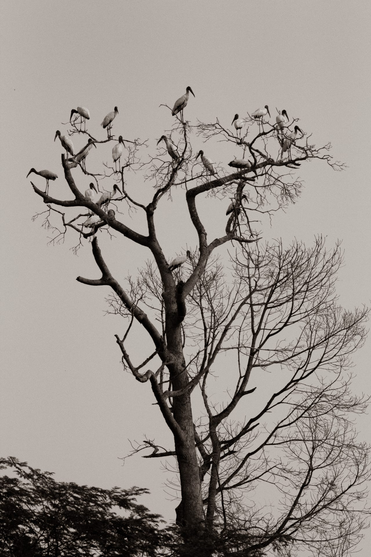 Bando de aves pousadas em árvore seca