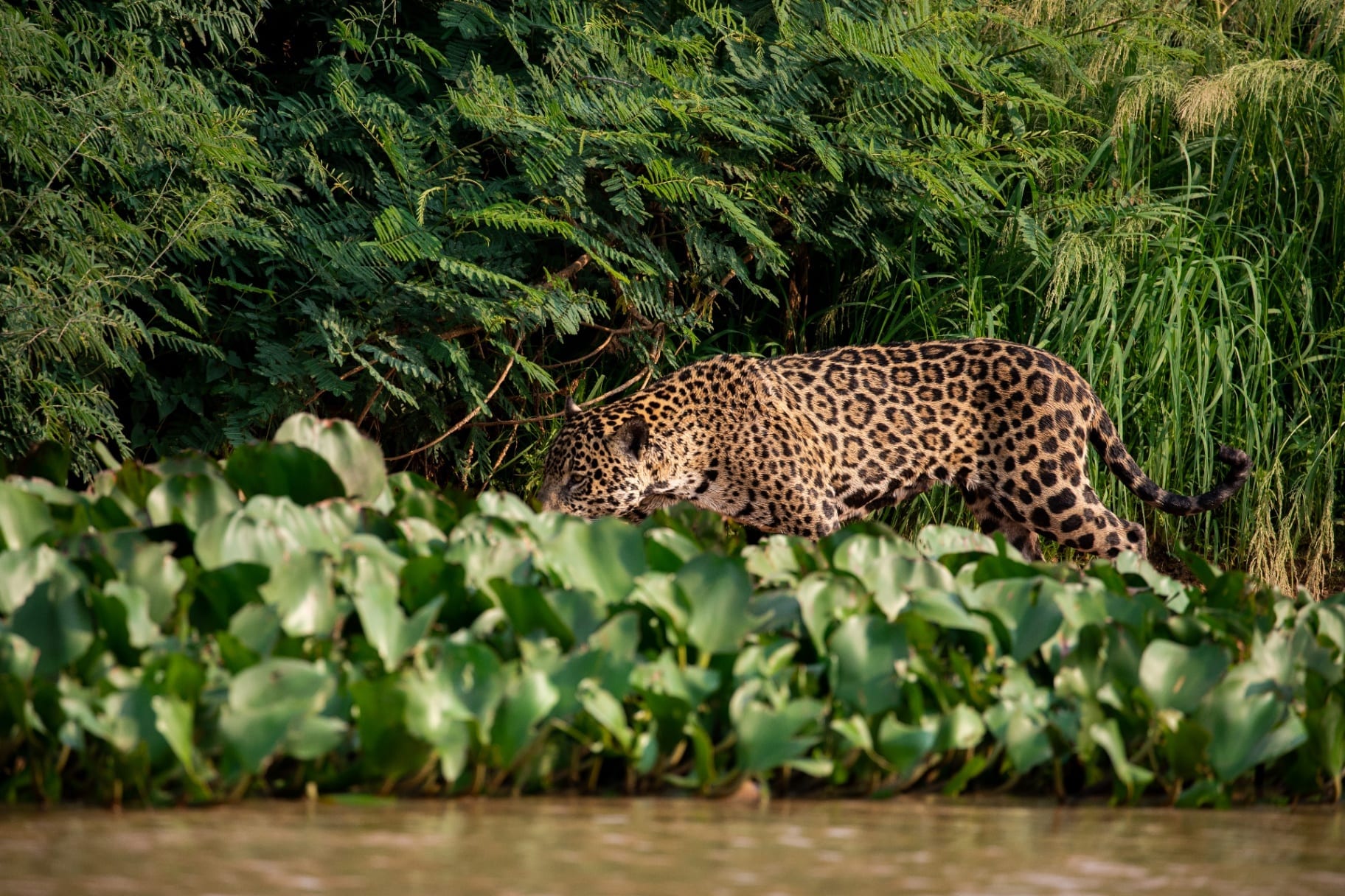 Jaguar caminhando na margem do rio