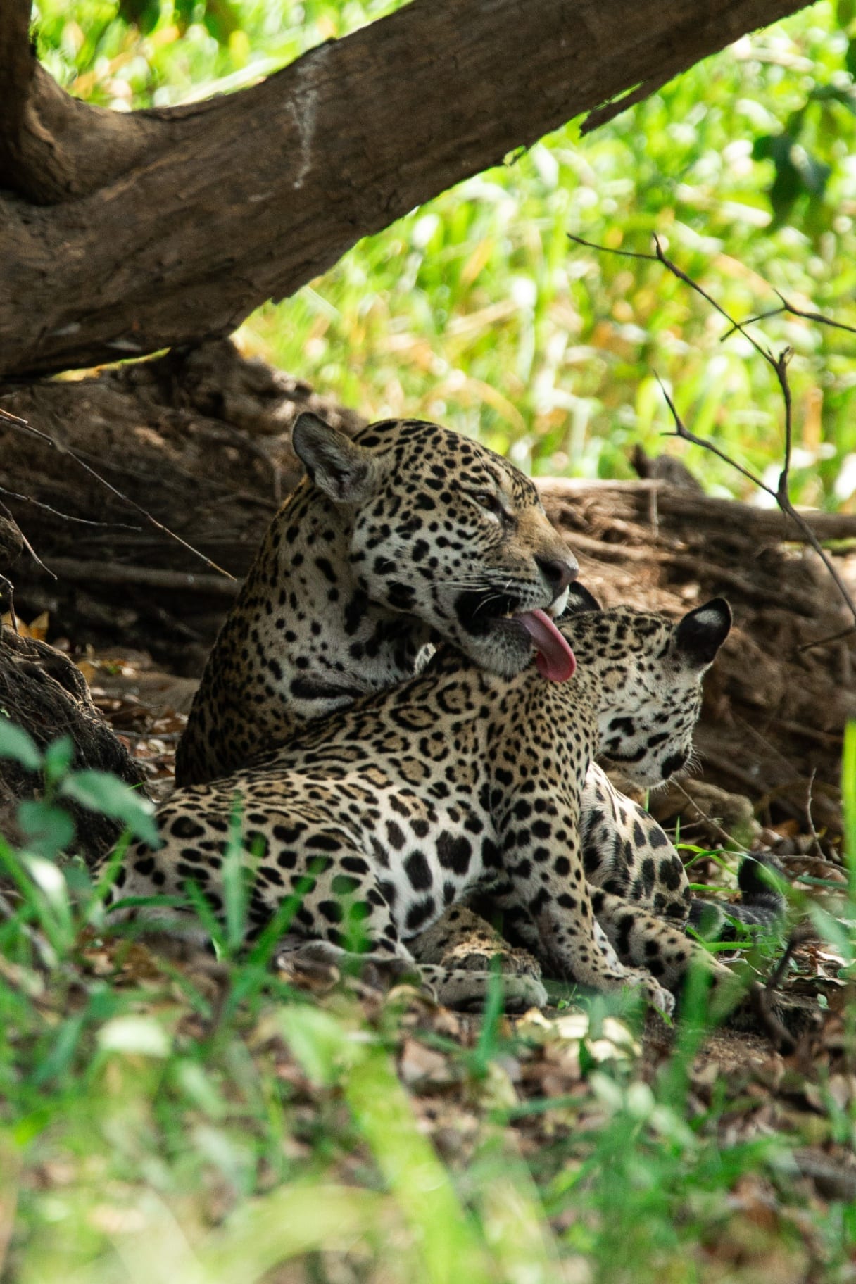 Jaguar a lamber a companheira