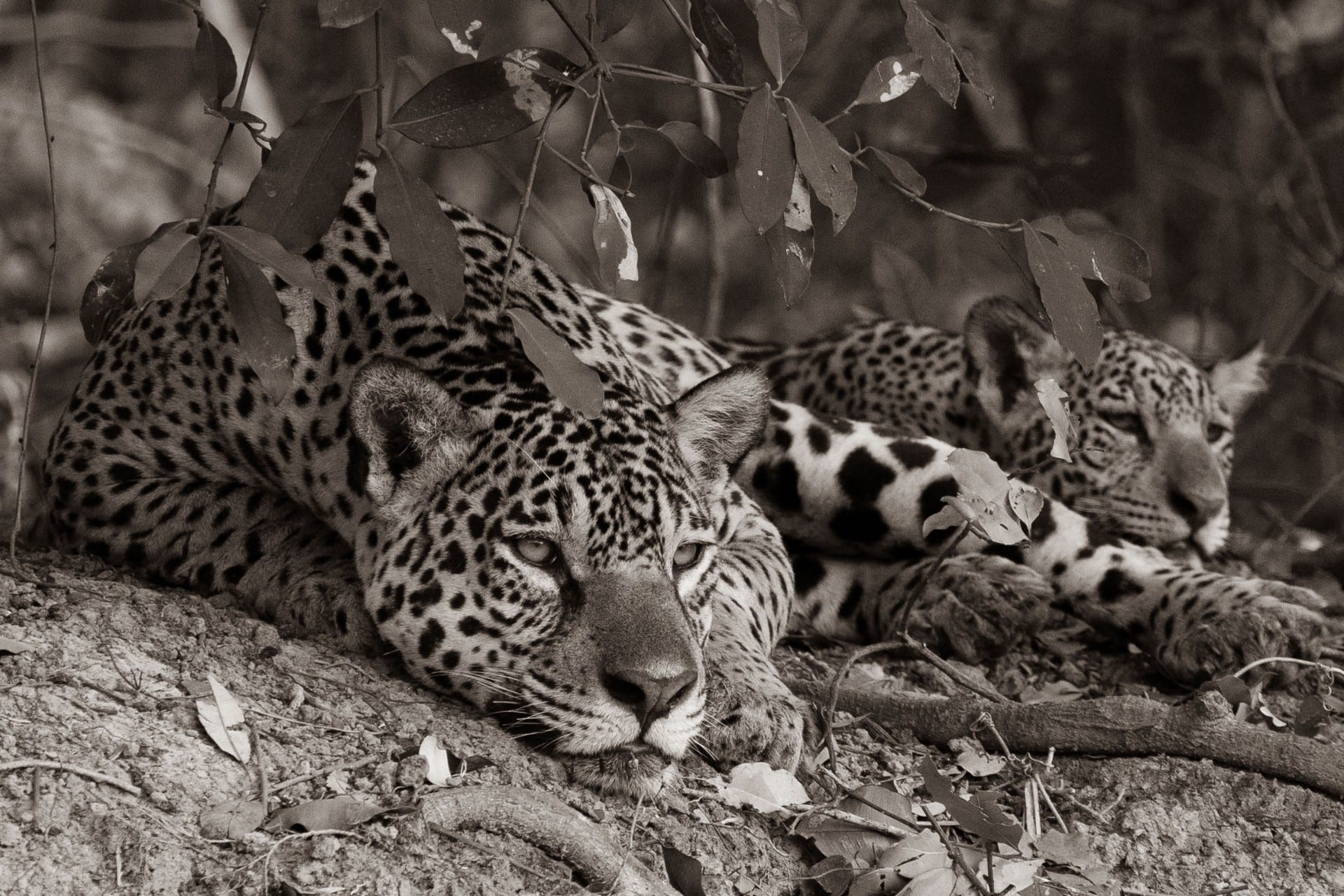 Dois jaguares em repouso sob a folhagem
