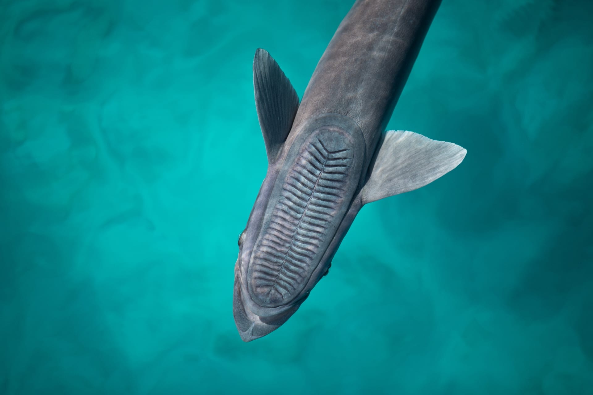 Peixe-boi visto de cima em água turquesa