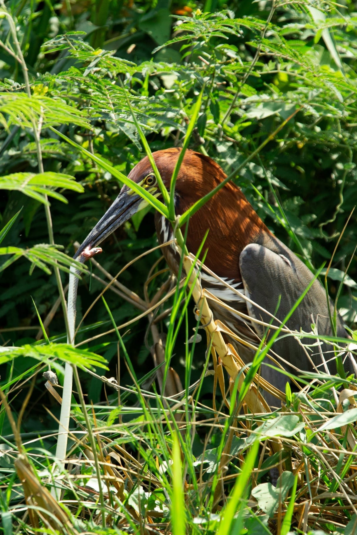 Socó-boi escondido entre a vegetação ribeirinha