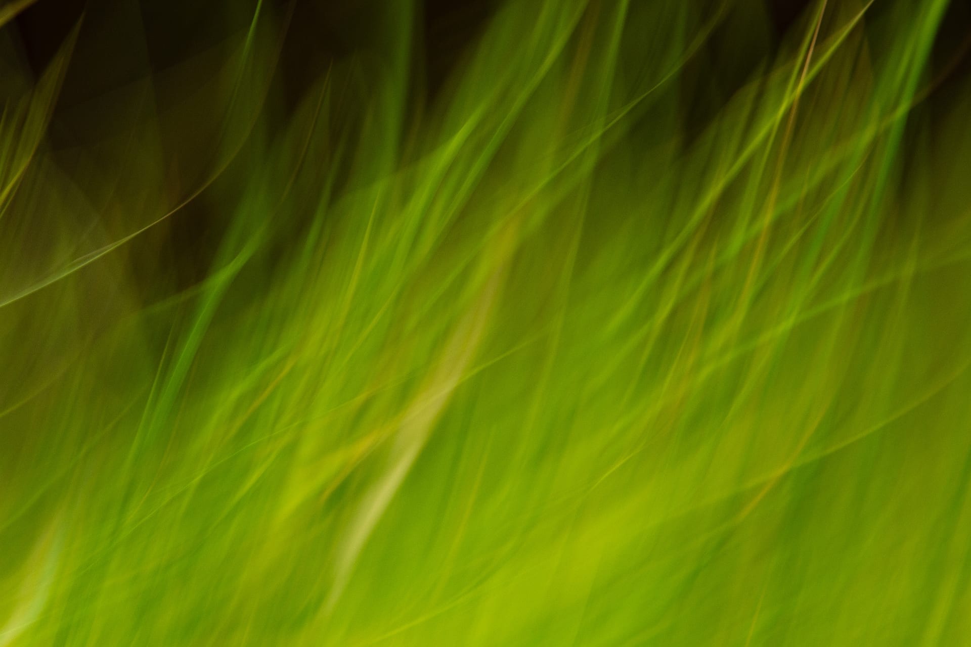 Capim verde em movimento abstrato